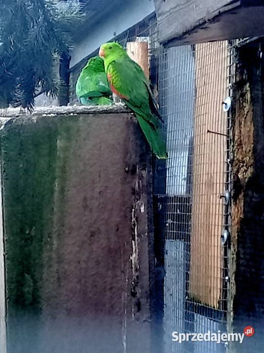 Samica papugi czerwonoskrzydlej Główczewice sprzedam