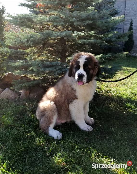 Bernardyny długowłose świętokrzyskie sprzedam