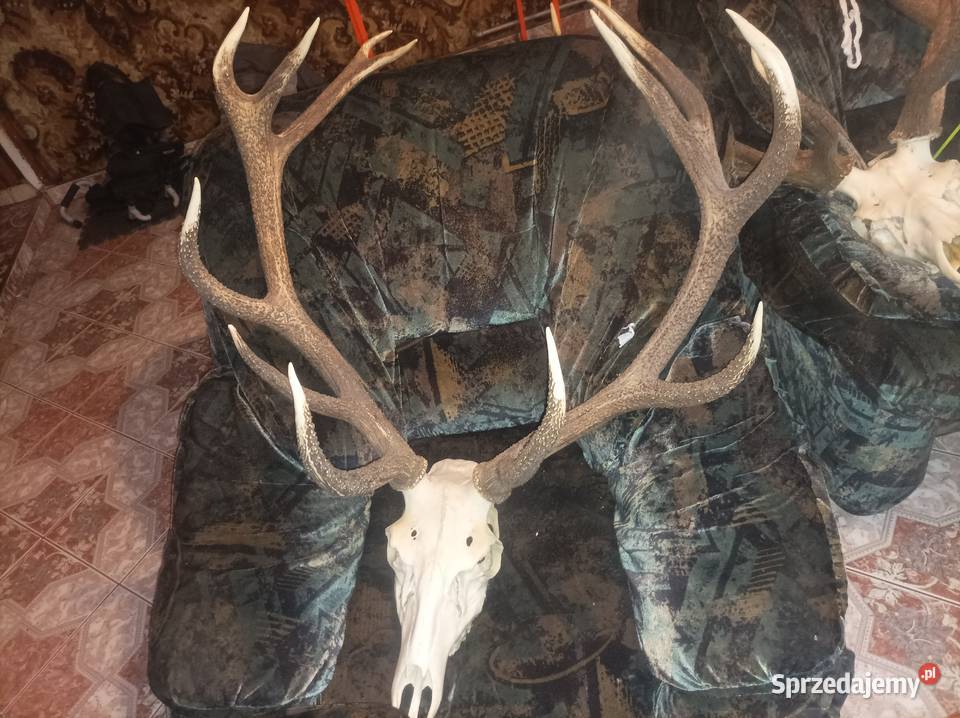 Poroża śląskie sprzedam