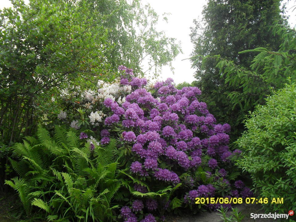 Sprzedam działkę rekreacyjną Wyszków