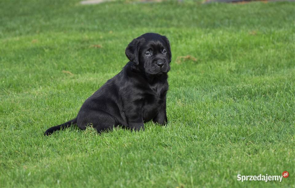 Szczenięta Labrador Retriever ZKwp FCI śląskie Jaskrów sprzedam