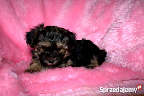 YORK MALTAŃCZYK Zwierzęta Wierzbice