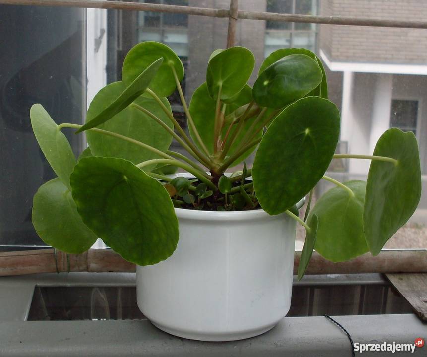 Pieniążek kwiatek doniczkowy domowy Poznań