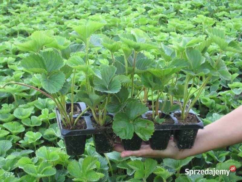 Sadzonki truskawek Truskawki   Gigant doniczkowane kwalifikowana szkółka