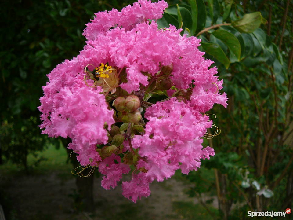 Lagerstroemia Indica BEZ POŁUDNIA Rośliny wielkopolskie Poznań