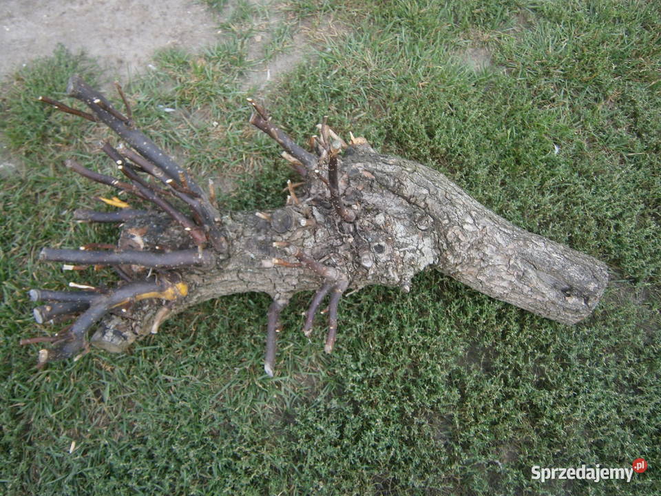 konary wierzby mandżurskiej Siedlce sprzedam