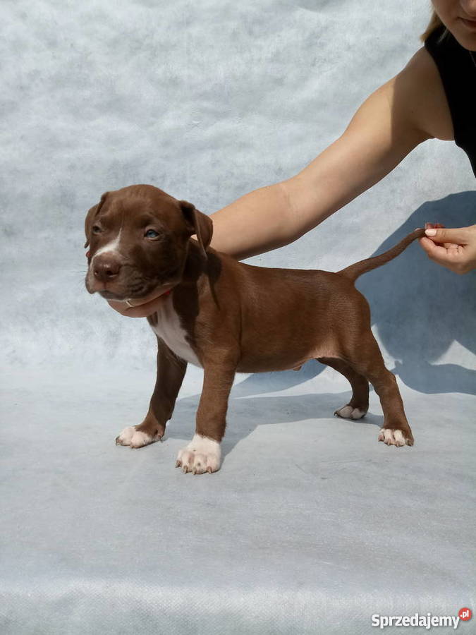 Pit bull red nose szczenieta