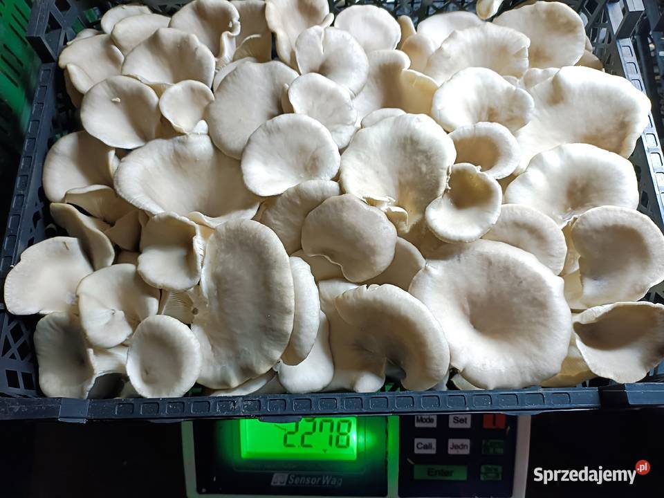 Boczniaki Wielichowo