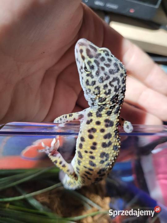 Gekon lamparci samczyk mazowieckie Warszawa