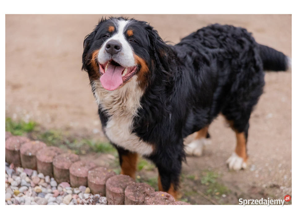 Szczeniaki Berneński Pies Pasterki Podlasie podlaskie Suwałki