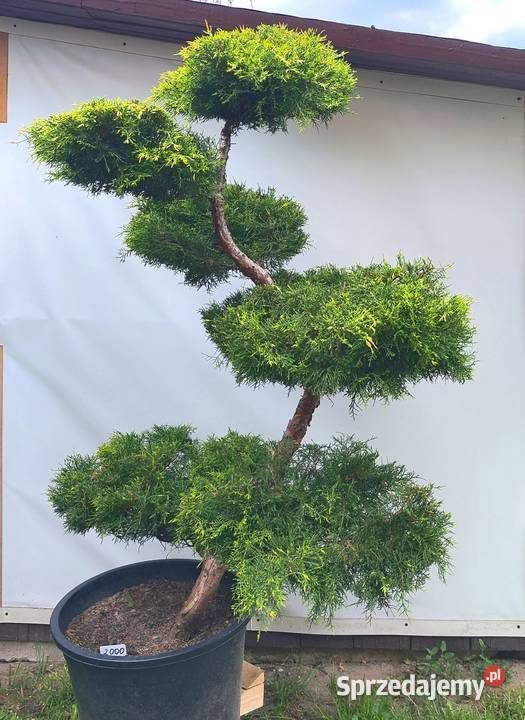Bonsai Niwaki jałowiec pośredni Gold Star Medynia Łańcucka