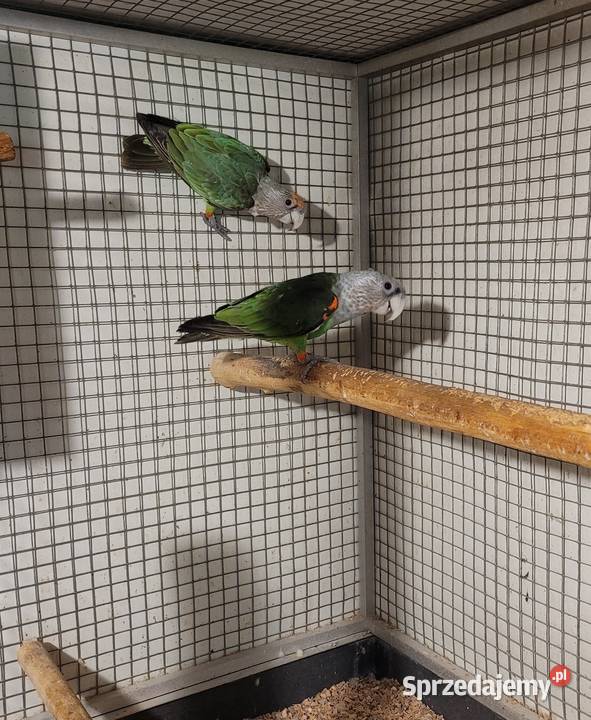 afrykanki kaplandzkie