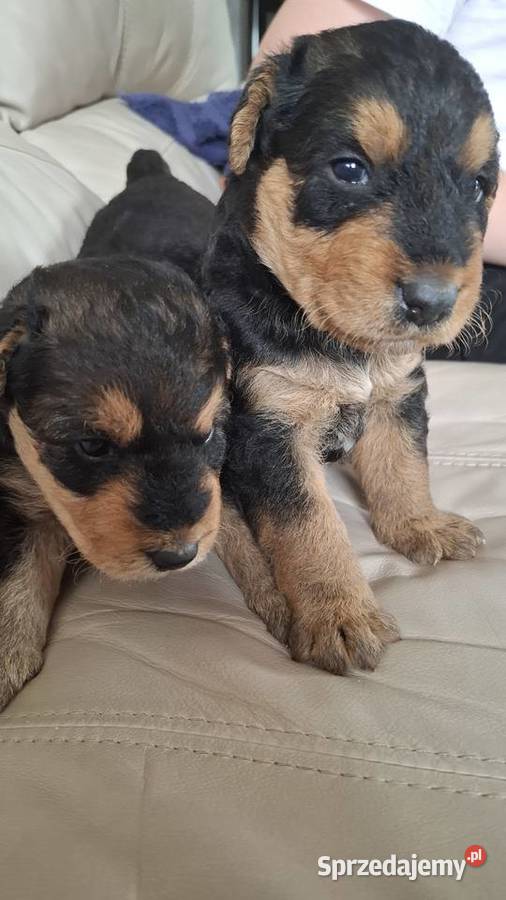 Airedale Terrier szczenięta rasowe ZKwP Lublin