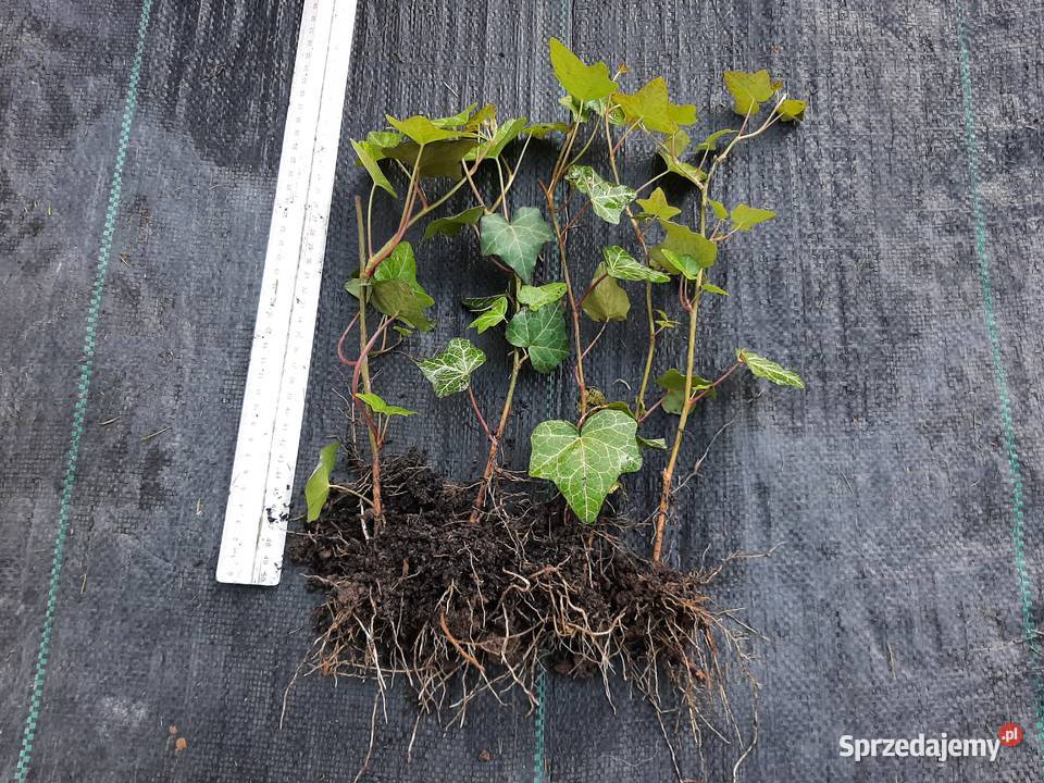 Bluszcz Hedera Helix zimozielony Duże Sadzonki Liściaste lubelskie