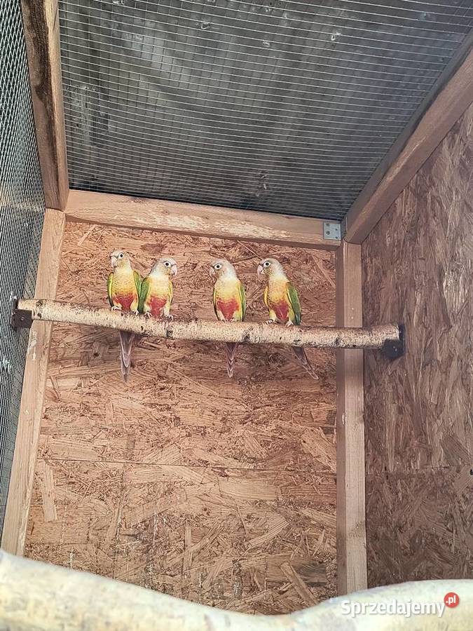 Rudosterki zielonolice śląskie Racibórz