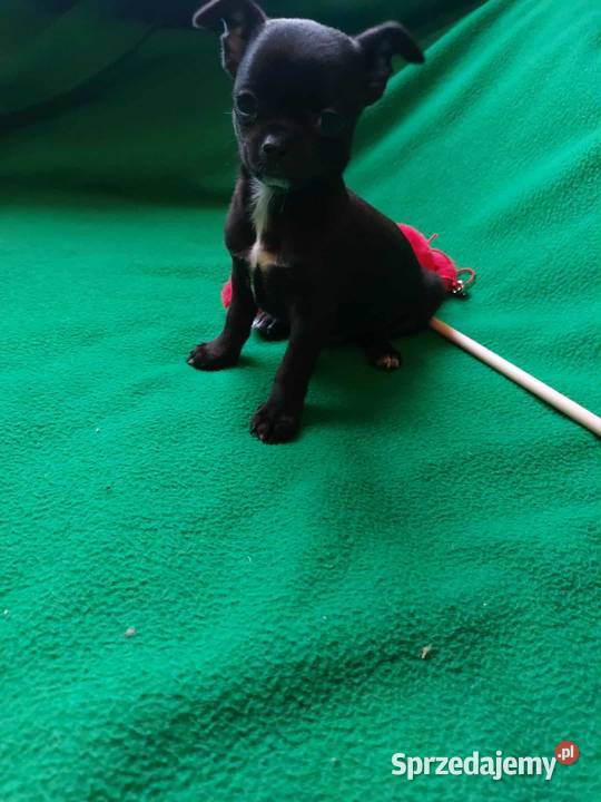 CHIHUAHUA szczenięta Warszawy mazowieckie Płońsk