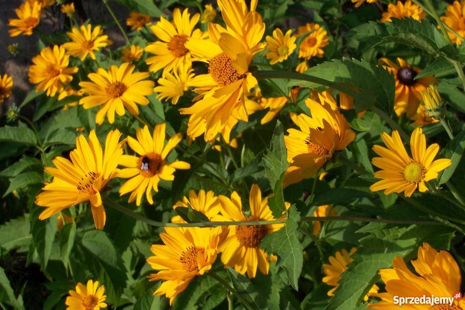 Rudbekia bylina kujawsko-pomorskie sprzedam