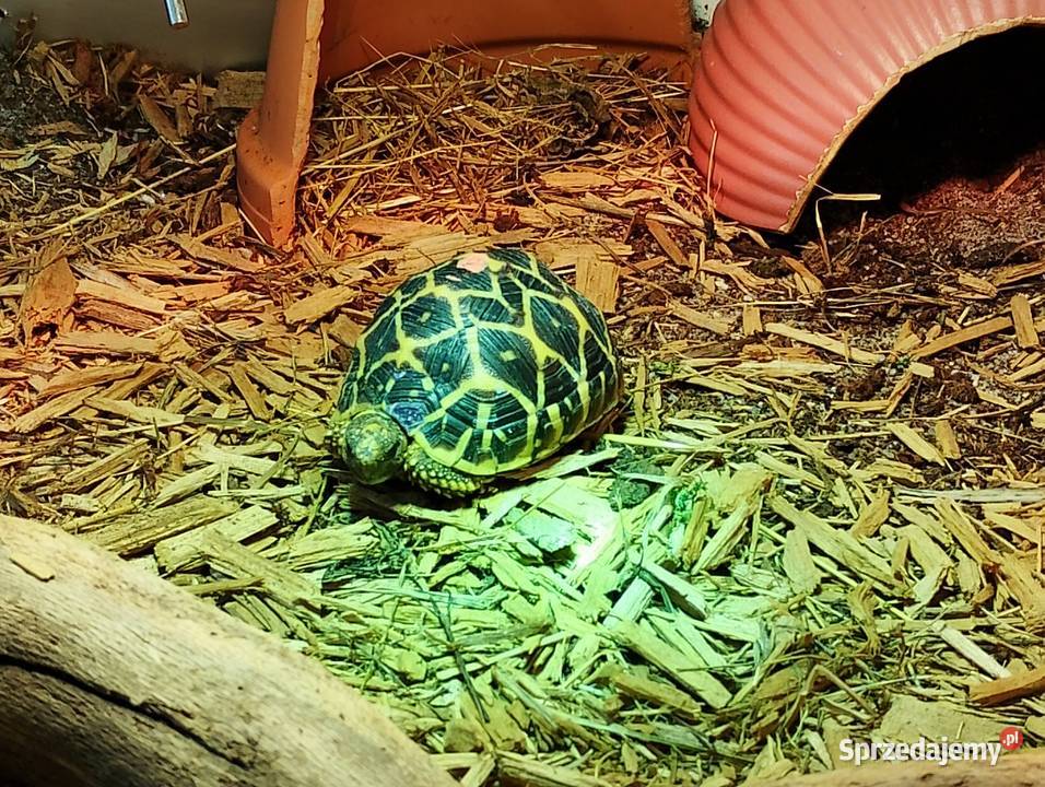 Żółw gwiaździsty lądowy terrarium Bielsko-Biała
