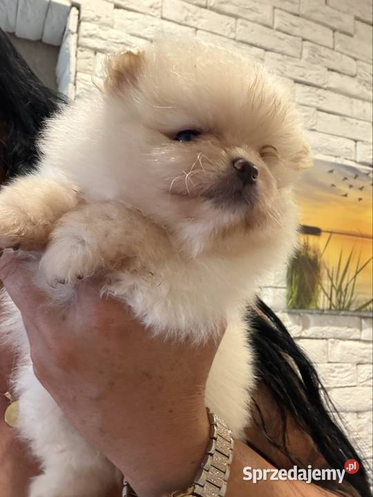 Szpic miniaturowy pomeranian dziewczynka Gliwice