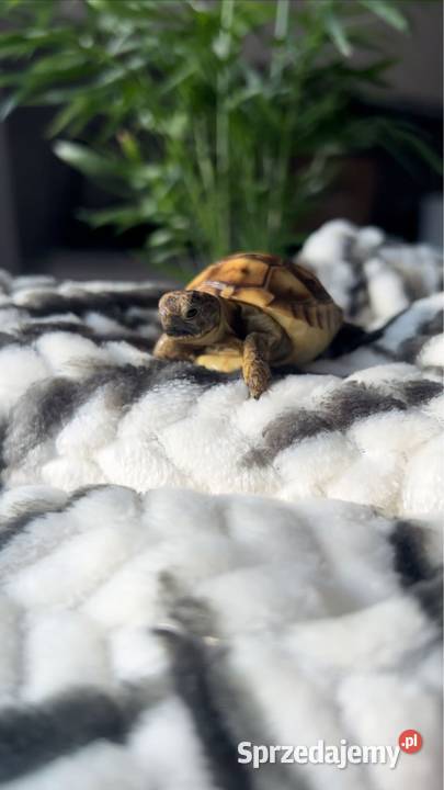 Żółw lądowy wyposażenie terrarium wysyłka dolnośląskie