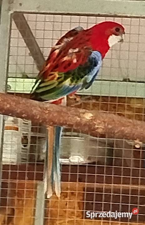 Dorosła samica Rozella 2022 Brzeziny sprzedam