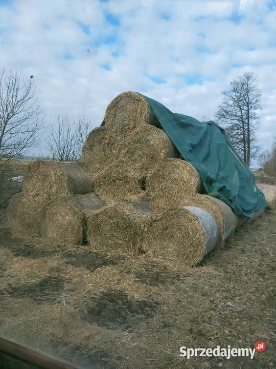 Słoma Siano słoma z pszenicy sprzedam