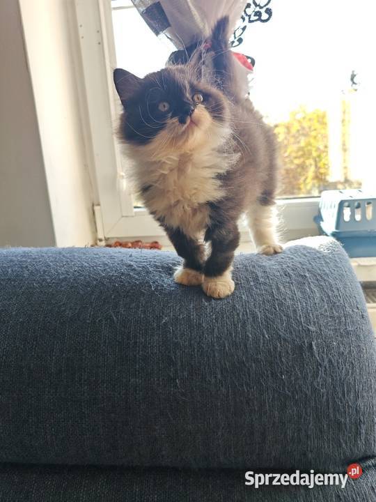 Pers Persy kot kotka Warszawa