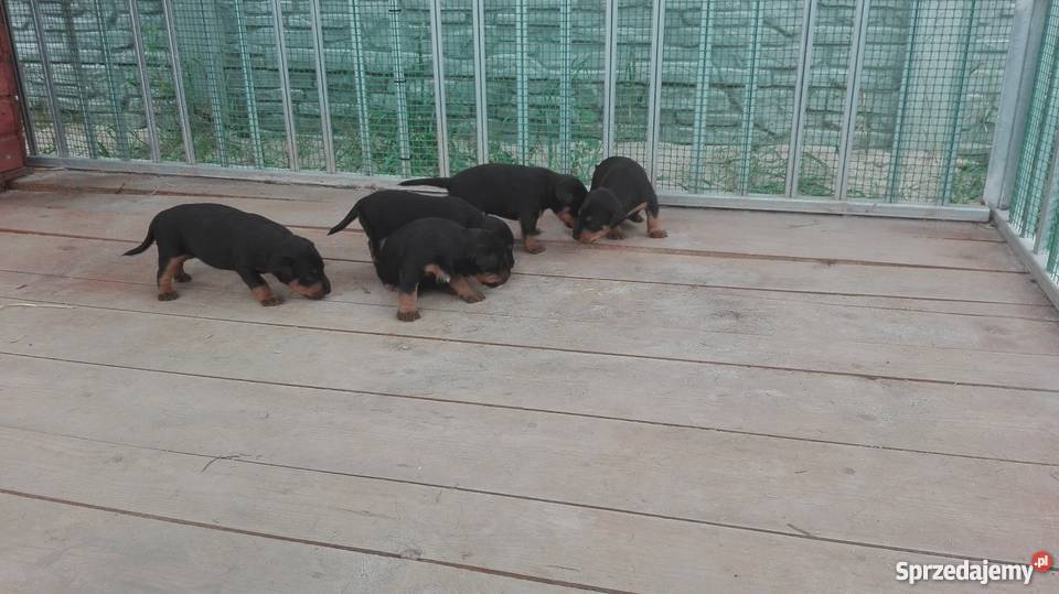 Jagterier Terier Niemiecki terrier Pozostałe Okonek