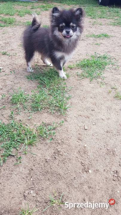 Śliczna suczka Szpic Miniaturowy Pomeranian Ciechanów sprzedam