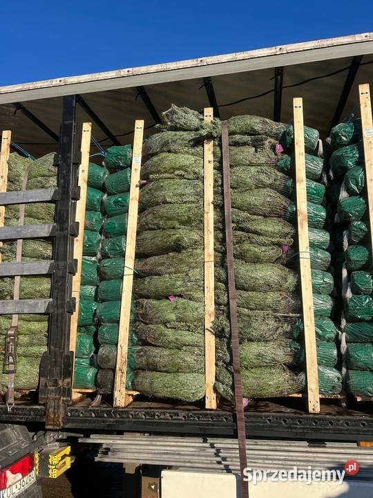 Hurtownia Choinek i stojaków Jodła Kaukaska warmińsko-mazurskie Olsztyn sprzedam