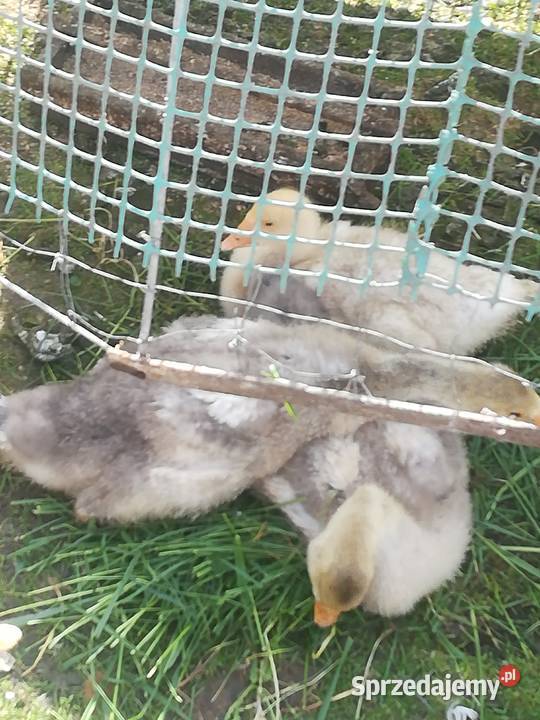 sprzedam gęsi małe i dorosle Pińczów