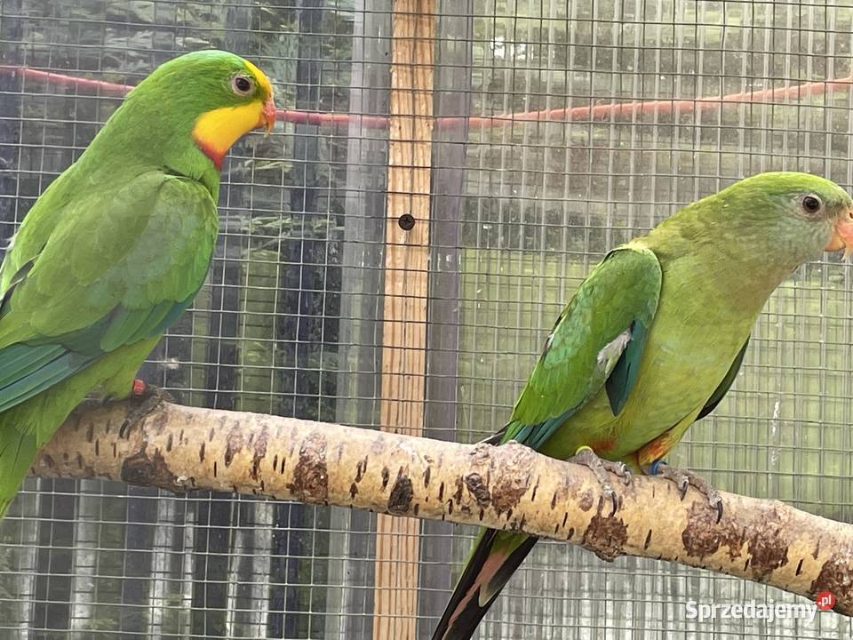 Barabanda Księżniczka Tarczowa opolskie Opole