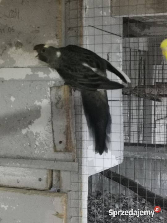Ptaszki że zdięcia zmienią woliere Ptaki wielkopolskie Maryszewice