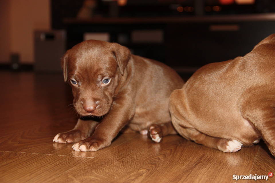 Szczenięta Pitbull Red Nose mazowieckie Płock sprzedam