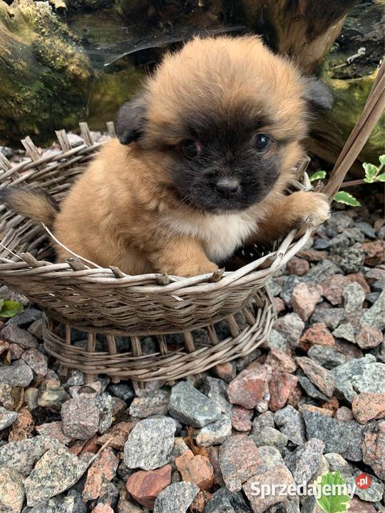 Śliczna hybryda shih tzu sunia sprzedam