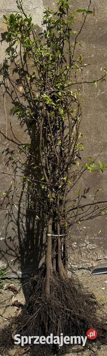 Grab pospolity Gotowe Rozkrzewione Sadzonki Kielce