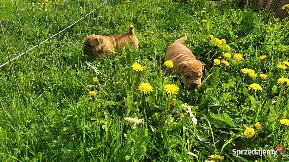 szczenięta po buldogu francuskim i shar pei