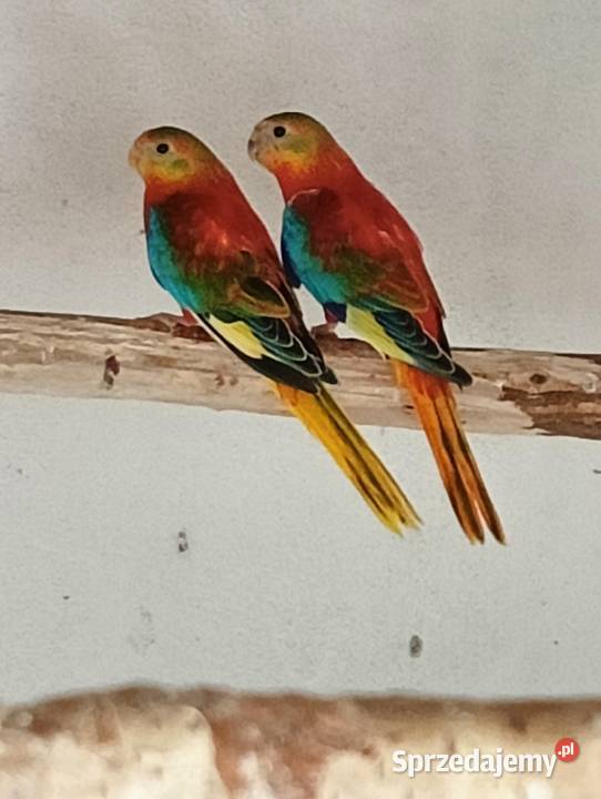 Łąkówka turkusowa opalowa