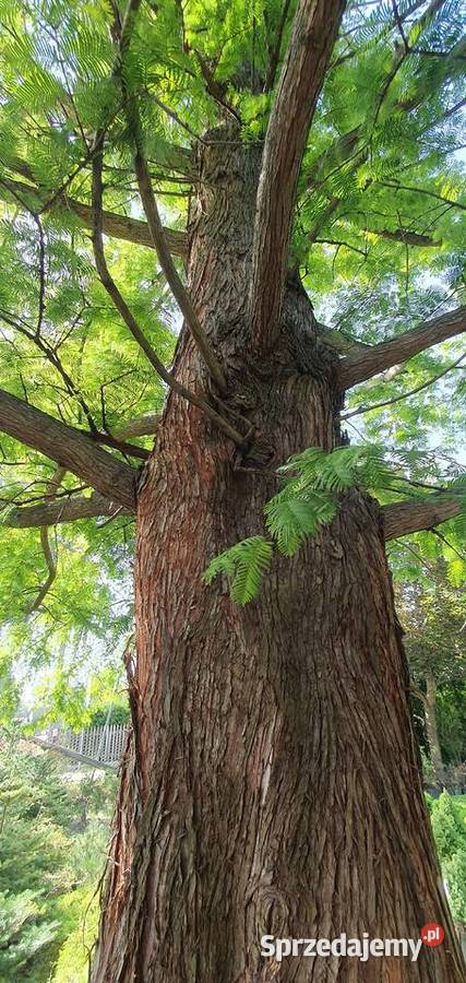 Metasekwoja chińska Duże drzewa drzewo obwód