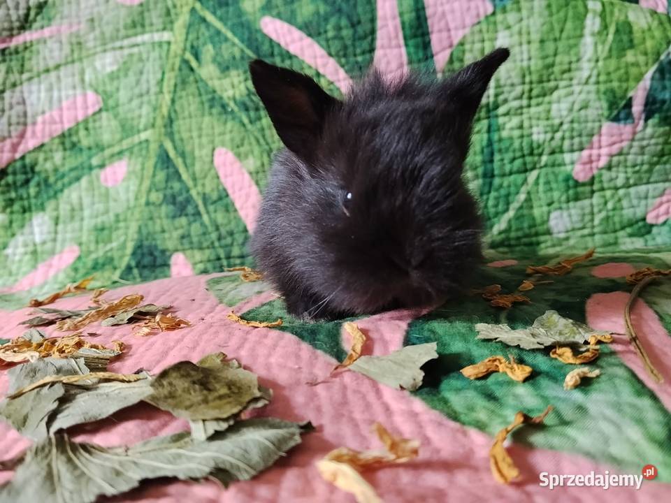 Króliki miniaturki Jelenia Góra