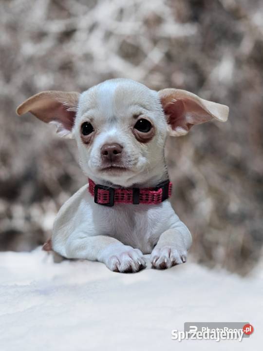 Chihuahua gotowe do odbioru