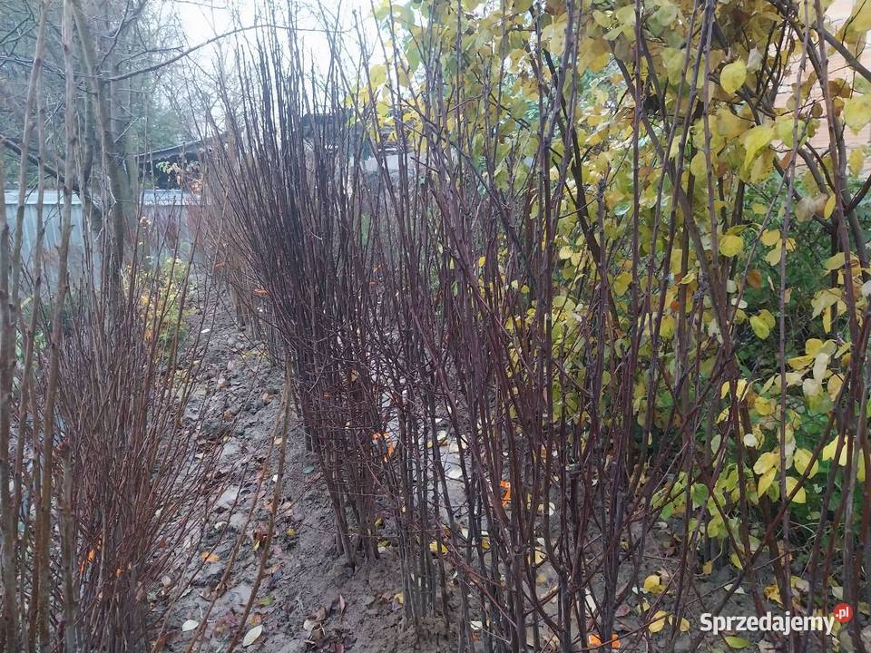 Drzewka owocowe jabłonie grusze śliwy wiśnie itp Jasło