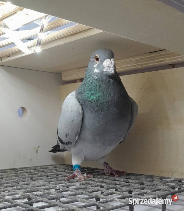 Samiec z rozpłodu Fienieke 5000 małopolskie