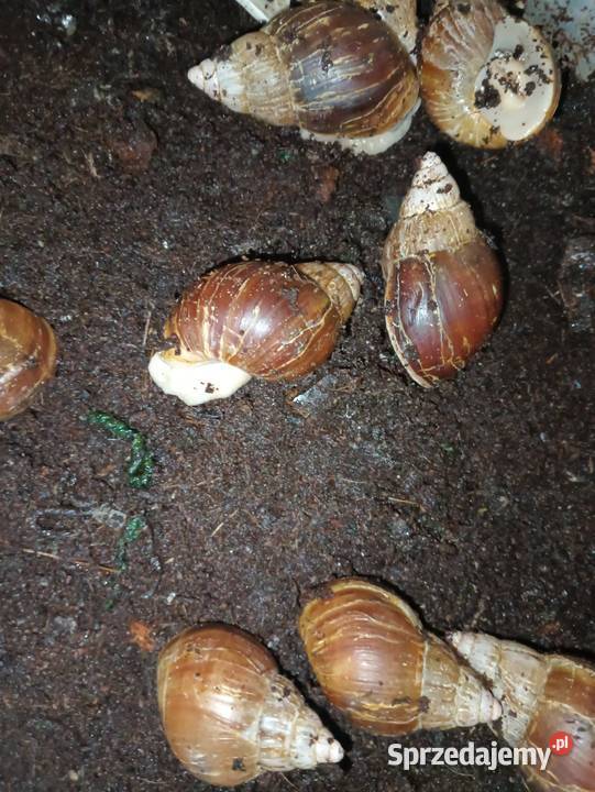 Lissachatina Fulica Albino Body Ślimak Zwierzęta Przygłów