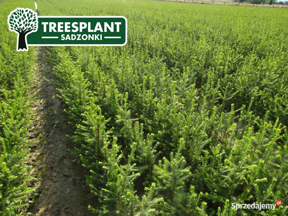 Sadzonki Świerk Pospolity Picea Abies 21 3050 Lublin