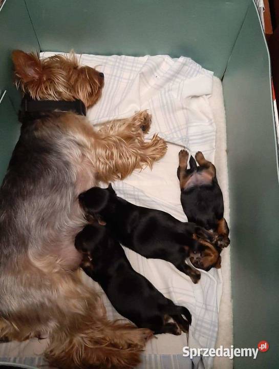Oddam w ręce szczeniaki 2 suczki Lublin