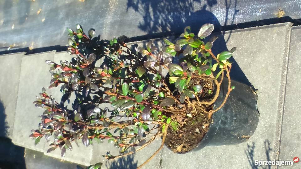 AZALIA JAPOŃSKA Maruschka Garlica Duchowna