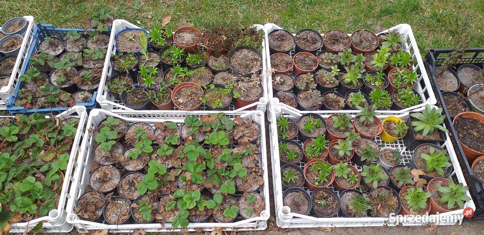 Truskawki maliny rozchodniki i inne Warszawa