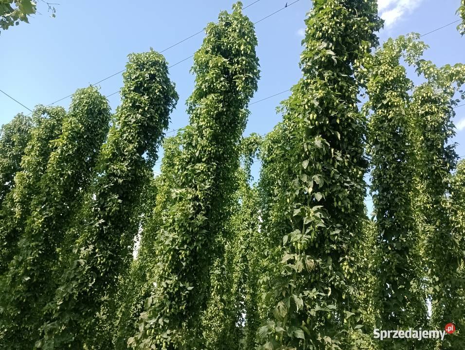 Chmiel Hops Hopfen MAGNUM