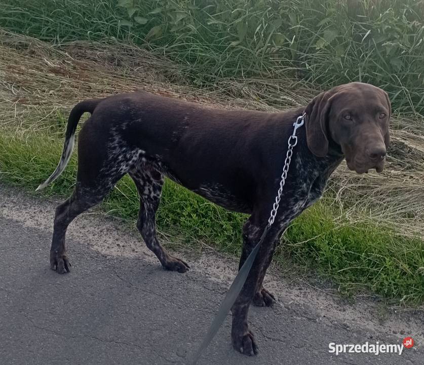 Wyżeł Niemiecki Krótkowłosy Zapowiedź Miotu